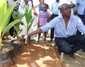 Les jeunes pousses et cocotiers hybrides