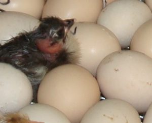 Oeufs poussins
