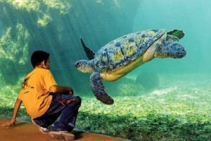 Kélonia est spécialisé dans l'étude et les interventions auprès des tortues marines (Crédits photo: Kélonia)