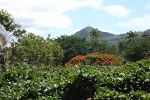 Derrière une masse d'espèces exotiques, le Mont Combani est encore une zone où la forêt de Mayotte est préservée