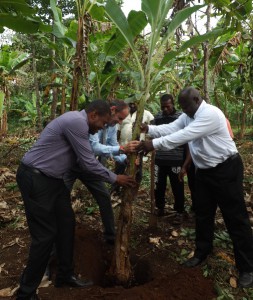 Une plantation de bananier par le préfet et jacques Martial Henry, le 30 décembre 2014