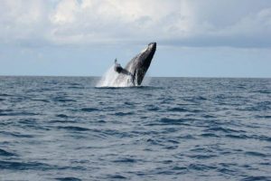 Une nouvelle campagne de balisage des baleines à bosse prévue pour la fin 2015 (Crédit photos : Sea Blue Safari)