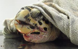 Camille la tortue va retrouver son environnement (Crédits photo: REMMAT)