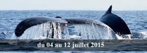 Festival des baleines Mada