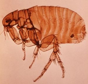 La puce du rat, Xenopsylla cheopis est le principal vecteur de la peste (Crédits photo: Wiki Commons)
