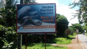 Tortues, dugongs et dauphins, ensemble dans la même campagne de sensibilisation