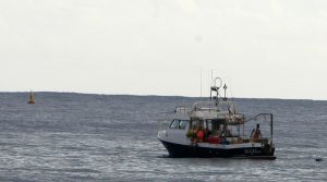 Un 2e requin tigre pêché (crédits photo: JIR)