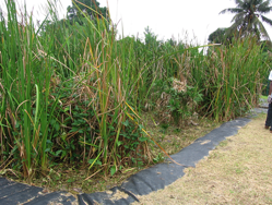 Assainissement par filtres plantés à Mayotte