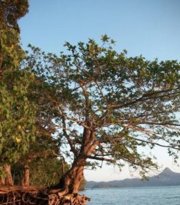 "Arbre dans l'océan" à Mayotte de Cathie Weil