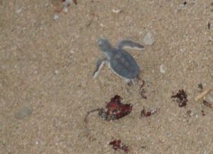 Bébé tortue