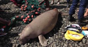 Le pêcheur avait commencé à dépecer la femelle dugong 
