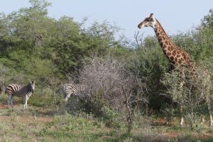 Réserves en Afrique du sud