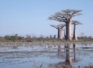 L'allée des Baobabs à Monrondava, vide de touristes (Crédits photo: JDM)