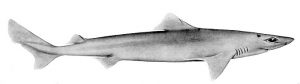 Le requin chagrin, 25e espèce de squale décrite à Mayotte