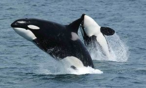 Des orques, super-prédateurs de l'océan toujours très impressionnants (Crédits photo: wiki commons)