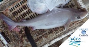 Le petit requin pêché accidentellement et donc identifié pour la 1ère fois à Mayotte