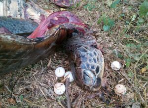 La tortue dépecée découverte ce samedi à Bandrélé