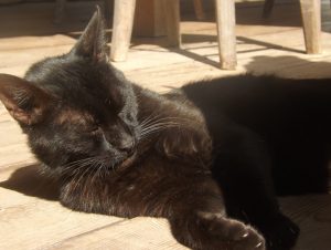 Ce chat n'a pas hésité à réveiller son maître ce vendredi dans la nuit en se réfugiant sur le lit avant le séisme