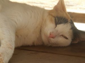 Les vibrisses des chats autrement dit leur moustache permet de sentir les variations de pression atmosphérique