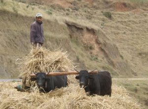 Madagascar: La BM craint pour l'avenir alimentaire du pays (Photo: JDM, tous droits réservés)