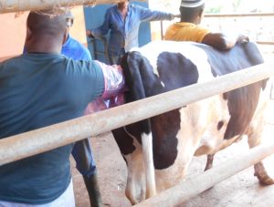 Insémination par Boinali Ahmed