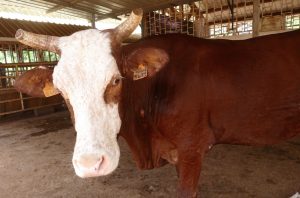 Journée de l'élevage vache montbeliarde