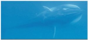 Le rorqual d'Omura officiellement identifié dans le Canal du Mozambique (Capture d'image: JIR/Salvator Cerchio)