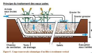 Station filtres plantés schéma