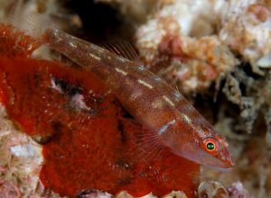 Le Gobie nain du Mozambique ou Pleurosicya mossambica (Image: Wiki Commons)