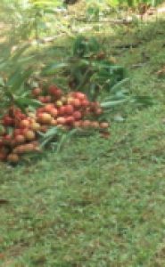 Litchis