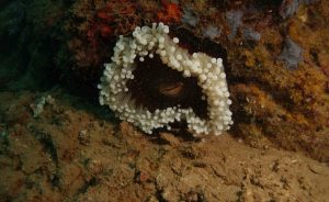 Paracorynactis hoplites (Photo: Julien Wickel/Marex/RNN Mbouzi)