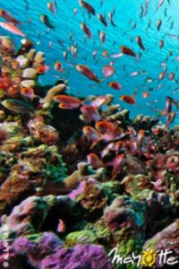 Mayotte plongée 2