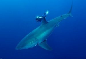 Des clés pour identifier les différentes espèces de requins dans la zone (Image: JIR)