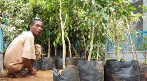 Vahibé est le premier village à recevoir les plants demandés à la mairie de Mamoudzou