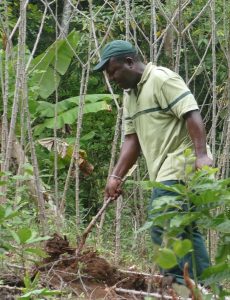 Destructions des plants sauvages de manioc à Majimbini, en février dernier
