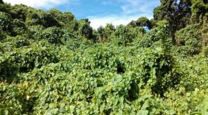 Le poids des lianes fait s'effondrer la forêt naturelle (Photo: CD)