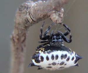 Une araignée "cerf volant" de la famille des Gasteracantha