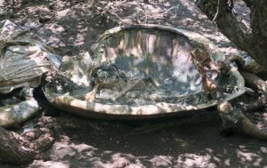 Une tortue dépecée