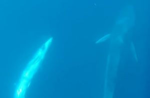 Rorqual d'Omura: Un duo mère-petit capturé en vidéo (Image: Salvatore Cerchio)