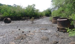 Vestiges de l'usine sucrière de Kawéni au milieu de la mangrove