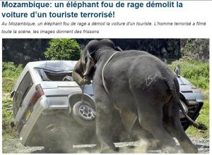 Elephant au Mozambqique