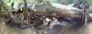 un tronc d'arbre à dégager pour rendre de la vigueur au cours d'eau