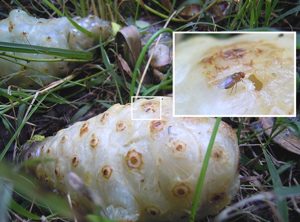 Une drosophile particulière à Mayotte