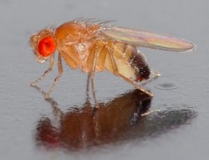 Une espèce de drosophile (Image: Wiki Commons)