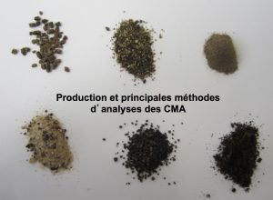 Tests sur les champignons