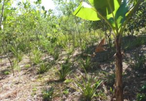 Ananas, embrevades, bananiers, jaquiers... Un bel exemple de jardin mahorais à Mtsahara, chez Tanafou Ya Hazi (Photo: DAAF)