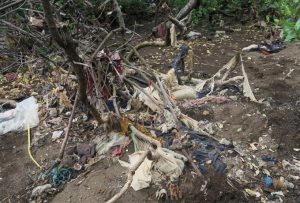 Une mangrove encombrée de déchets