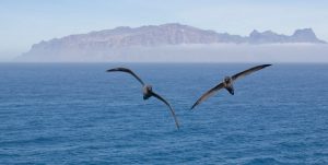 L'albatros fuligineux à dos clair (Photo: TAAF)