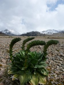 Le chou des Kerguelen (Photo: TAAF)