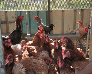 poules-eleveur